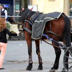 Immagine articolo - ilsitodiFirenze.it